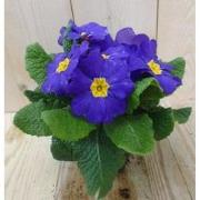 5 stuks! Perk Plant Primula Blauw Geel