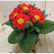 5 stuks! Perkplant Plant Primula Rood Geel