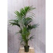 Kamerpalm Kentiapalm 160 cm kamerplant