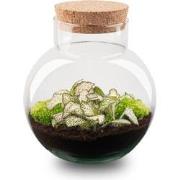 URBANJNGL - Plant Terrarium - Noah - DIY kit - ? 20 cm