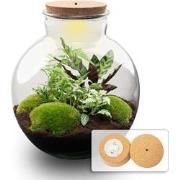 URBANJNGL - Planten terrarium - Bolder Bob - Ecosysteem plant - ? 30 c...