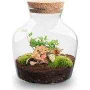 URBANJNGL - Planten terrarium • Little Joe • Ecosysteem plant • ? 21,5...