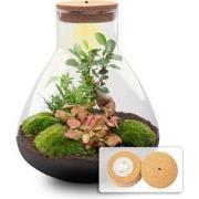 URBANJNGL - Planten terrarium • Sam XL bonsai • Rode Fittonia • Ecosys...