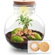 URBANJNGL - Planten terrarium • Teddy Bonsai • Ecosysteem plant • ? 26...