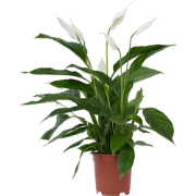 Spathiphyllum Lima - Set van 4 - Lepelplant - Pot 17cm - Hoogte 60-75c...