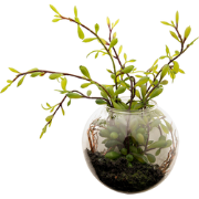 Terrarium met groene sedum H10