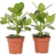 Clusia rosea 'Princess' - Set van 2 - Pot 12cm - Hoogte 25-35cm