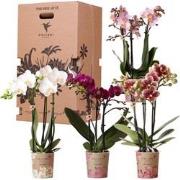 Kolibri Orchids - Surprise box mix - planten voordeel box - verrassing...