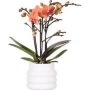 Kolibri Orchids | Oranje Phalaenopsis orchidee - Mineral Bolzano + Bub...