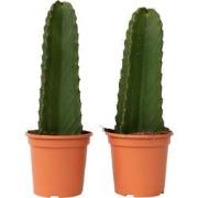 Euphorbia Ingens 'cowboycactus' - Set van 2 - Cactus - ø18cm - hoogte ...