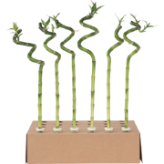 Dracaena sanderiana - Set van 6 - Geluksbamboe - Hoogte 40-50cm