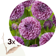 Dahlia 'Marble Ball' - Set van 3 - Dahliaknollen - Zomerbloeiers - Paa...