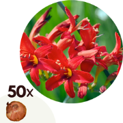 Crocosmia 'Lucifer' Montbretia - Set van 50 - Knollen - Tuinbloemen - ...