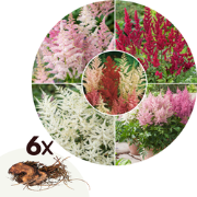 Astilbe - Mix van 6 - Pluimspirea - Wortelstokken - Robuuste bloeiende...