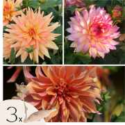 Dahliaknollen - 3 stuks - Dahlia 'Labyrinth', 'Labyrint Twotone'