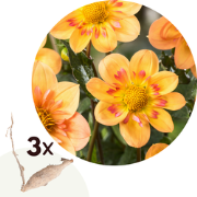 Dahlia 'Kelsey Annie Joy' - Set van 3 - Dahliaknollen - Zomerbloeiers ...