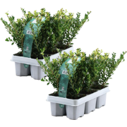 Hulsthaag - Set van 12 - Ilex crenata 'Jenny' - Hoogte 10-20cm - ?9cm