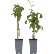 Frambozenplant - Set van 2 - Rubus 'Malling Promise' - Hoogte 50-60cm ...