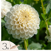 Dahliaknollen - Set van 3 - Dahlia 'Boom Boom White' - Wit