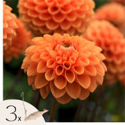 Dahliaknollen - Set van 3 - Dahlia 'Sylvia' - Oranje