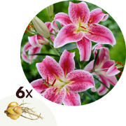 Lelie - Set van 6 - Lilium orientalis 'Stargazer' - Wortelstokken - Ro...