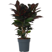 Croton - Codiaeum variegatum 'Mrs. Iceton' - Hoogte 60-70cm - ?19cm