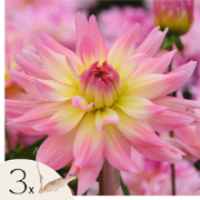 Dahliaknollen - Set van 3 - Dahlia 'Melody Gipsy'