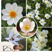 Witte Zomerpracht - Set van 125 - Anemone, Allium. Gladiolus, Dahlia