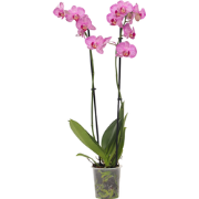 Orchidee - Phalaenopsis - Hoogte 50-60cm - ?12cm