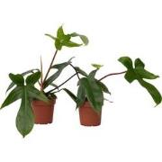 Philodendron - Set van 2 - Philodendron 'Florida Green' - Hoogte 20-30...