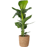 Paradijsvogelplant met mand - Strelitzia nicolai - Hoogte 55-70cm - ?1...