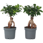 Chinese vijg - Set van 2 - Ficus microcarpa - Hoogte 30-40cm - ?12cm