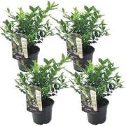 Vleesbes - Set van 4 - Sarcococca 'Confusa' - Hoogte 30-40cm - ?17cm