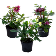 Kerstroos - Set van 3 - Helleborus orientalis - Hoogte 20-30cm - ?12cm