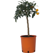 Sinaasappelboom - Set van 2 - Citrus microcarpa Kumquat - Hoogte 50-60...