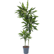 Drakenbloedboom - Dracaena fragrans 'Cintho' - Hoogte 140-150cm - ?24c...