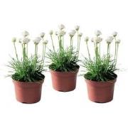 Engels gras - Set van 3 - Armeria maritima 'Deep White' - Hoogte 20-30...