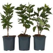 Sering - Set van 3 - Syringa vulgaris - Hoogte 25-40cm - ?17cm