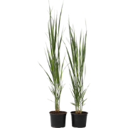 Vingergras - Set van 2 - Panicum virgatum 'Northwind' - Hoogte 40-60cm...