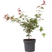 Japanse Esdoorn - Acer palmatum 'Beni Maiko' - Hoogte 60-70cm - ?19cm