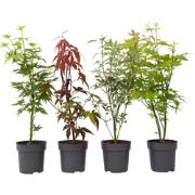 Japanse Esdoorn - Set van 4 - Acer palmatum - Hoogte 25-40cm - ?10,5cm