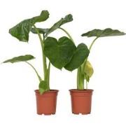 Olifantsoor - Set van 2 - Alocasia 'Macrorrhizos' - Hoogte 60-70cm - ?...