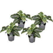 Zebraplant - Set van 4 - Aphelandra squarrosa - Hoogte 25-45cm - ?13cm