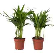 Areca goudpalm - Set van 2 - Dypsis lutescens - Hoogte 30-45cm - ?12cm