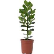 Varkensboom - Clusia rosea 'Princess' - Hoogte 50-60cm - ?17cm