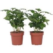 Koffieplant - Set van 2 - Coffea arabica - Hoogte 25-40cm - ?12cm