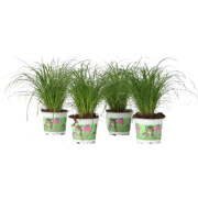 Kattengras - Set van 4 - Cyperus zumula - Hoogte 30-40cm - ?12cm