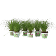 Kattengras - Set van 6 - Cyperus zumula - Hoogte 30-40cm - ?12cm