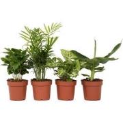 Kamerplantenset - Set van 4 - Hoogte 25-40cm - ?12cm