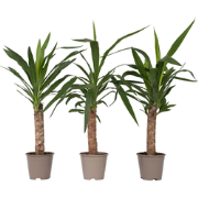 Palmlelie - Set van 6 - Yucca elephantipes - Hoogte 50-60cm - ?14cm